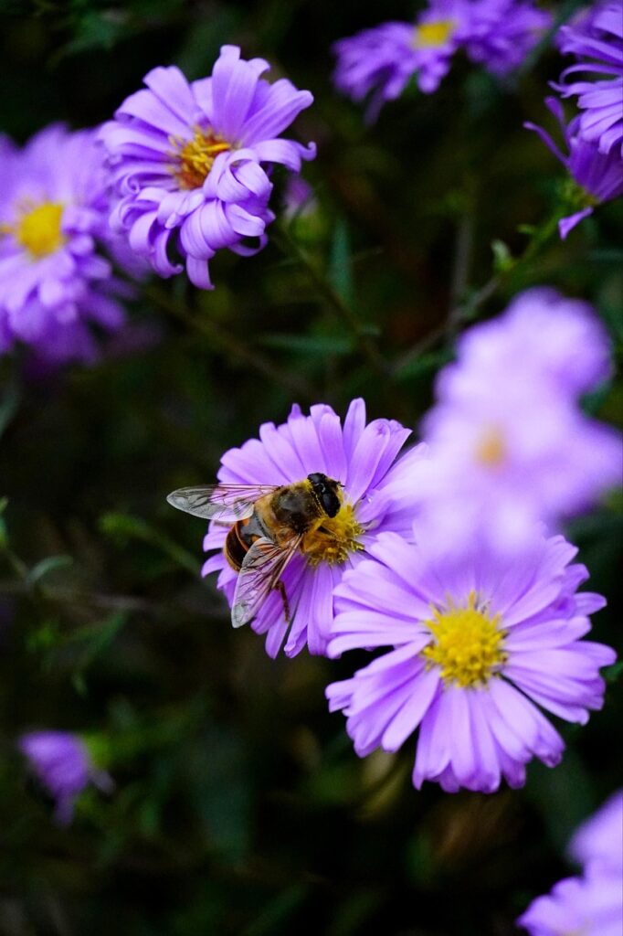 aster, beautiful flowers, bee, pollination, purple flowers, flowers, flower wallpaper, flower background, nature, garden, close up