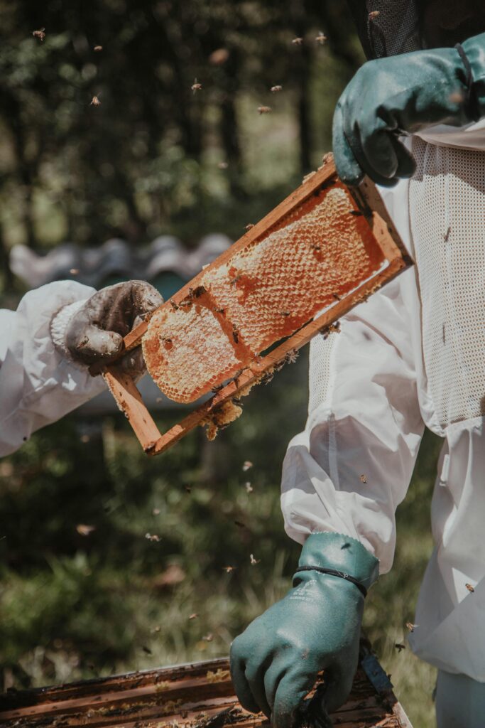 Two beekeepers examine a honey-filled honeycomb frame in an outdoor setting, ensuring safety with protective gear.