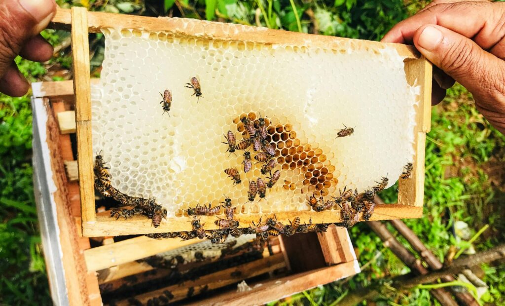 Close-up of bees on a honeycomb frame in a beehive in KL, India, showcasing beekeeping in action.