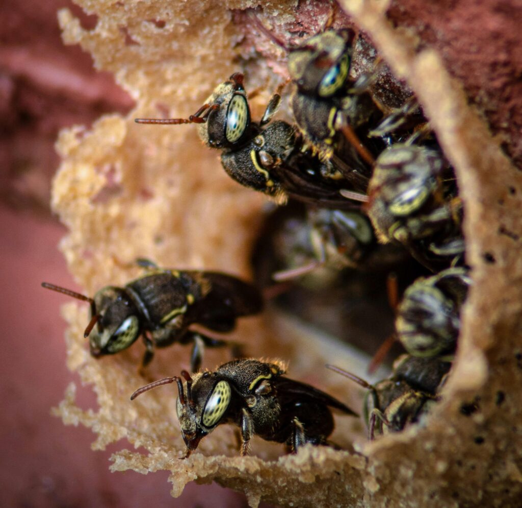 Detailed view of stingless bees working inside a natural beehive.
