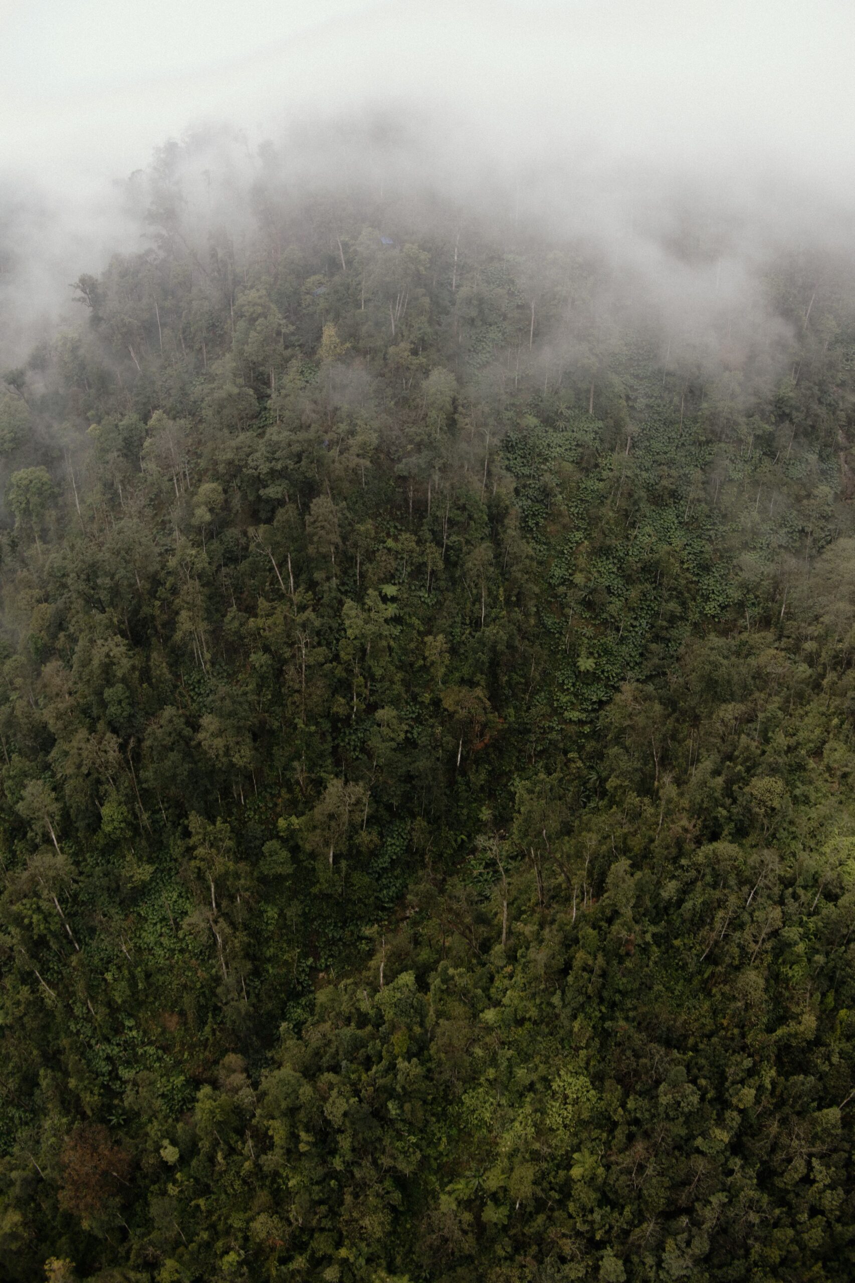 Breathtaking drone view of lush forest with green trees hiding under clouds on overcast day